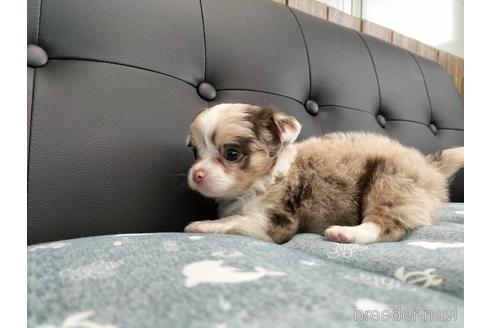 成約済の兵庫県のチワワ(ロングコート)-187459の4枚目